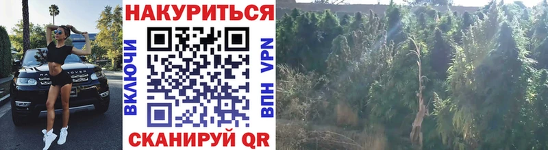 дарк нет клад  Отрадная  Бошки марихуана тримм 
